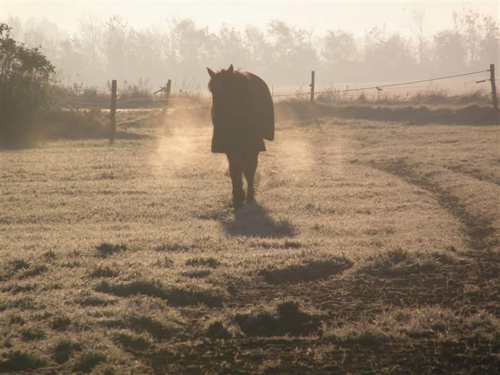 Oldenborg /Fjordhest - Vejlbygård's Yasmin-solgt- - Samme morgen.. er det ik flot som det linger sne billede 5