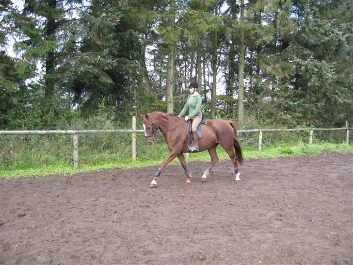 Dansk Varmblod Dharma (Har ny ejer) - Da jeg prøvede Dharma i jylland :o) billede 3