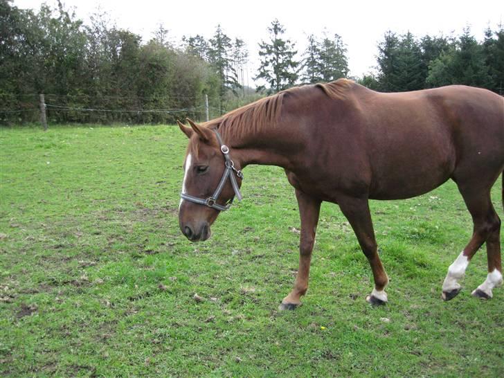 Dansk Varmblod Dharma (Har ny ejer) - Dharma på sin fold i jylland billede 4