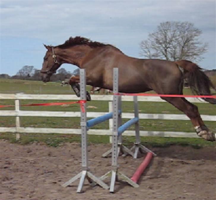 Dansk Varmblod Dharma (Har ny ejer) - Dharma løsspringes :o) billede 6