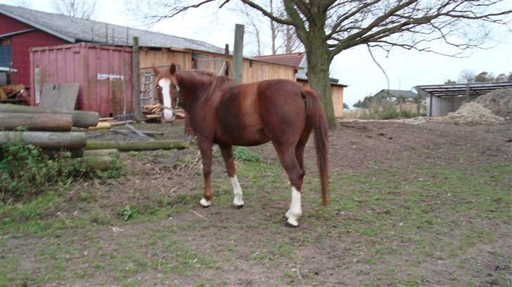 Anden særlig race chillie RIP billede 7