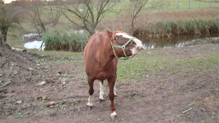 Anden særlig race chillie RIP billede 8