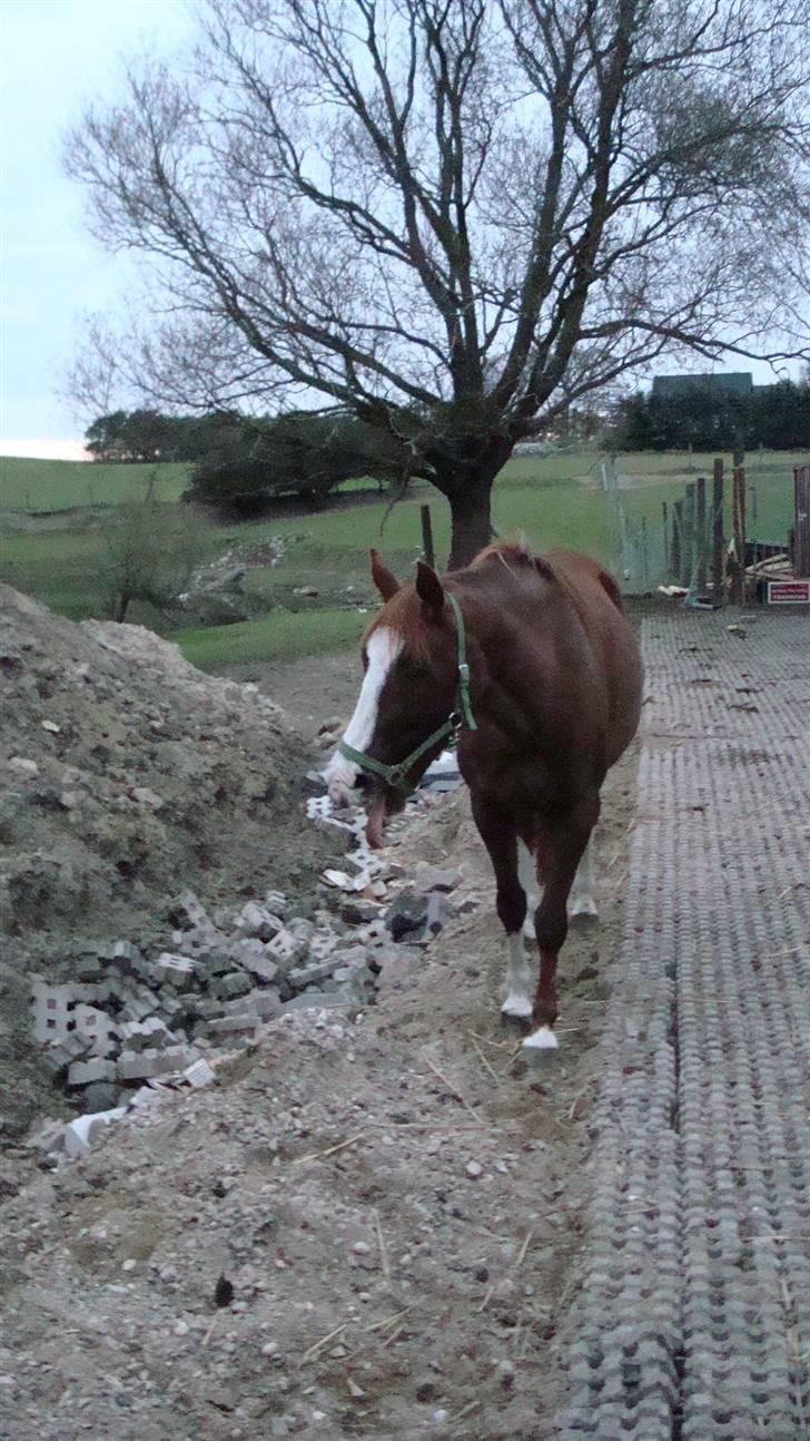 Anden særlig race chillie RIP billede 10