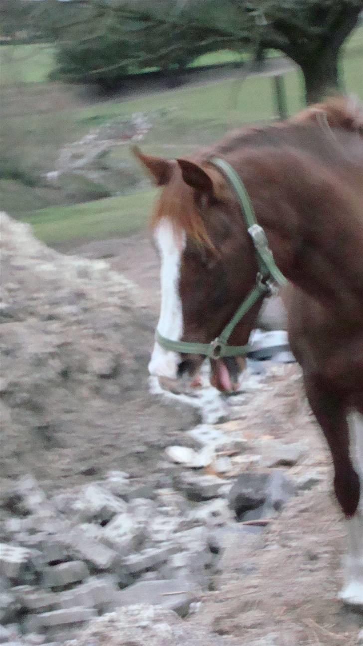 Anden særlig race chillie RIP - hvor er jeg træt billede 11