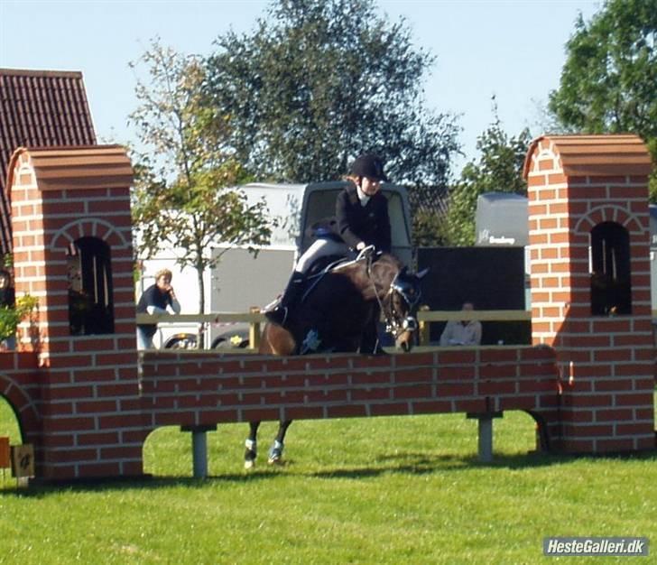 Welsh Pony (sec B) Remmevad´s pony prins - det samme her billede 5