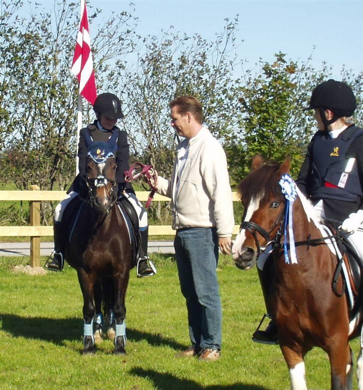 Welsh Pony (sec B) Remmevad´s pony prins - her får jeg en 3 plas billede 6