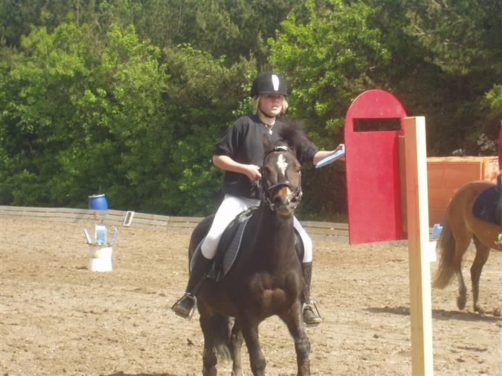 Welsh Pony (sec B) Remmevad´s pony prins - her er det post kasse leg billede 7