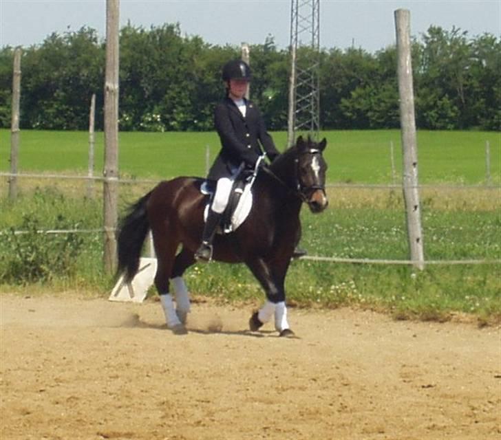 Welsh Pony (sec B) Remmevad´s pony prins - os her billede 8