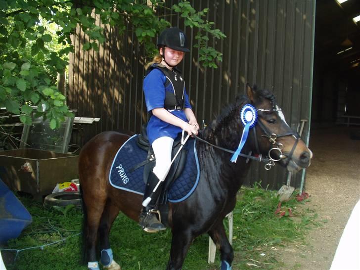 Welsh Pony (sec B) Remmevad´s pony prins - her har vi vondet en1 og en 2 plas billede 10