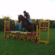 Anden særlig race Zari