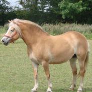 Haflinger Prinsessen (Aflivet)