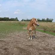 Haflinger Prinsessen (Aflivet)