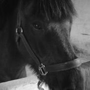 Islænder Mökkvi fra Søborg