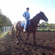 Dansk Varmblod gastron