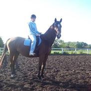 Dansk Varmblod gastron