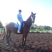 Dansk Varmblod gastron