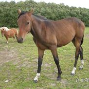 Dansk Varmblod Cre-Light