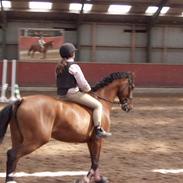 Dansk Varmblod Vestergaardens Limone  - RIP <3