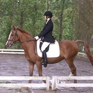 Sportsaraber (A) Sunrise