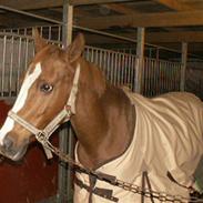 Sportsaraber (A) Sunrise