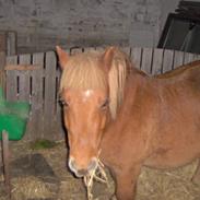 Shetlænder <3Lukas<3