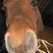 Shetlænder <3Lukas<3