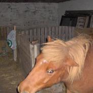 Shetlænder <3Lukas<3