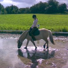 Fjordhest Sego *SOLGT* :'/