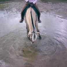 Fjordhest Sego *SOLGT* :'/