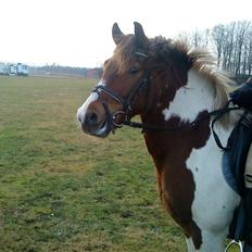 Anden særlig race Fillizante