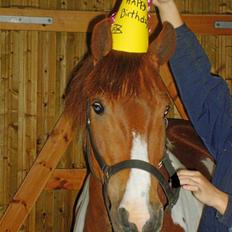 Anden særlig race Fillizante