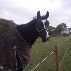 Dansk Varmblod Gredstedgårds Campari