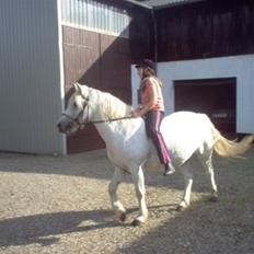 Anden særlig race Sibon