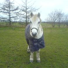 Anden særlig race Sibon