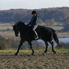 Oldenborg Urfox Nygaard (aflivet) 