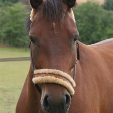 New Forest Ganymedes Dyrekjær