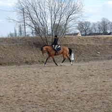 Dansk Varmblod Robin Hood - R.I.P