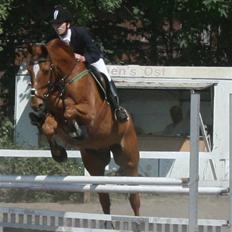 Dansk Varmblod Arrogant (gammel part)