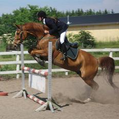 Dansk Varmblod Arrogant (gammel part)