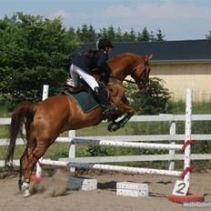 Dansk Varmblod Arrogant (gammel part)