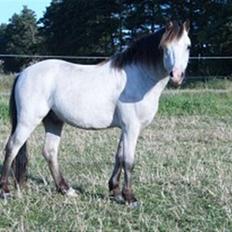 Welsh Mountain (sec A) Clausholm Donatello