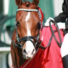 DSP Moonjam´s Mr. Bento