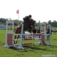 Tysk Sportspony Tabasco  (SOLGT)