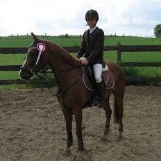 Tysk Sportspony Tabasco  (SOLGT)