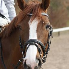 Welsh Pony (sec B) Creekmanns Cherie