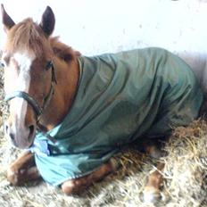 Tysk Sportspony Tabasco  (SOLGT)