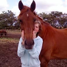 Dansk Varmblod Staicy<3 *Gammel part*