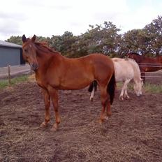 Dansk Varmblod Staicy<3 *Gammel part*