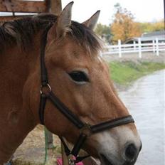 Anden særlig race Tyson <33  