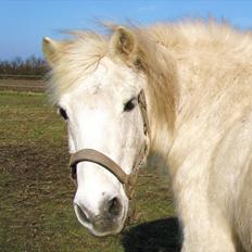 Anden særlig race Baltazar (Hans Helmer) †